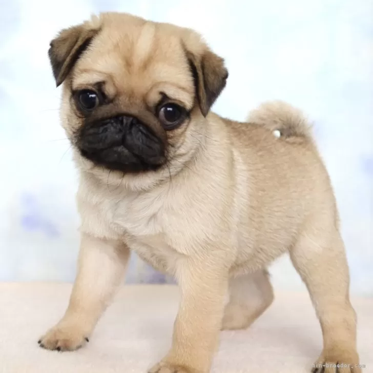 ID:2502-00300の子犬