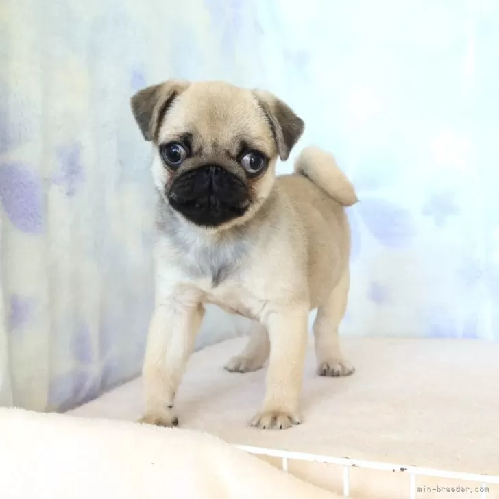 パグ【熊本県・女の子・2025年12月10日・フォーン】の写真1