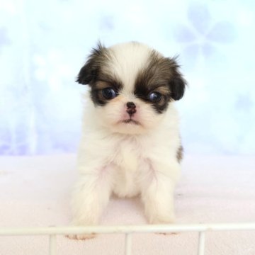 狆(チン)【熊本県・女の子・2025年10月26日・白赤】の写真「かわいい子です」