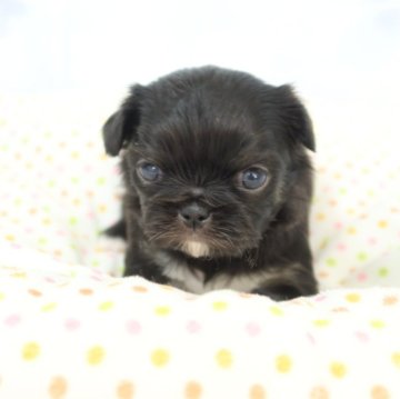 ミックス(チワワ×狆(チン))【熊本県・男の子・2025年11月3日・ブラック】の写真「チワワと狆のMIXです」