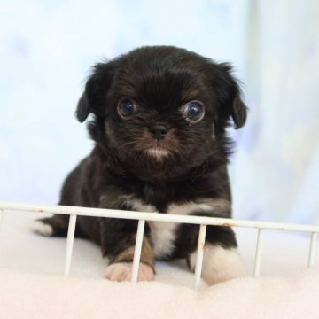 ミックス(チワワ×狆(チン))【熊本県・男の子・2025年11月3日・ブラック&タン】の写真「チワワと狆のMIXです」