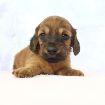 ミニチュアダックスフンド(ロング)【熊本県・男の子・2025年11月24日・レッド】の写真「かわいい子です」