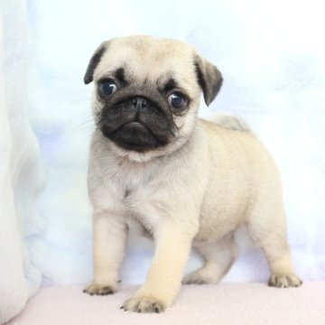 パグ【熊本県・女の子・2025年9月24日・フォーン】の写真「両親ともチャンピオン直子」