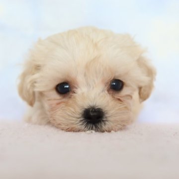 マルプー(マルチーズ×トイプードル)【熊本県・男の子・2025年9月23日・アプリコット】の写真「マルチーズ×プードル　とっても可愛い」