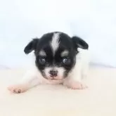 チワワ(ロング)