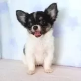 チワワ(ロング)