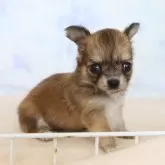 チワワ(ロング)
