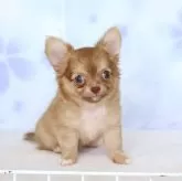 チワワ(ロング)