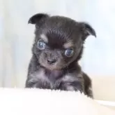 チワワ(ロング)