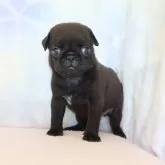 パグ
