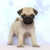 パグ
