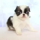 狆(チン)【熊本県・男の子・2025年10月26日・白茶】の写真2