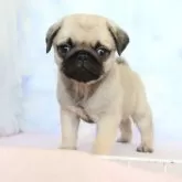 パグ【熊本県・男の子・2025年9月24日・フォーン】の写真2