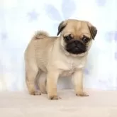 パグ【熊本県・女の子・2025年1月4日・フォーン】の写真2