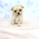 マルプー(マルチーズ×トイプードル)【熊本県・女の子・2025年9月23日・レッド】の写真4