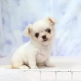 ミックス(チワワ×狆(チン))【熊本県・女の子・2025年7月3日・ホワイト&クリーム】の写真4