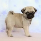 パグ【熊本県・男の子・2025年9月24日・フォーン】の写真4