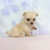 マルプー(マルチーズ×トイプードル)【熊本県・女の子・2025年9月23日・レッド】の写真5