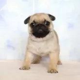パグ【熊本県・女の子・2025年1月4日・フォーン】の写真6
