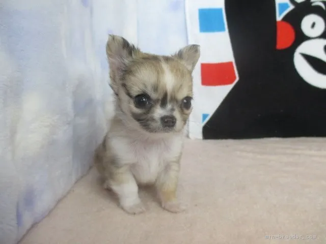 ID：1912-03430の子犬