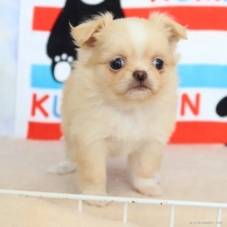 ID:2301-04774の子犬