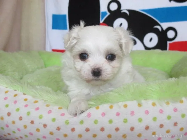 ID:1601-01513の子犬