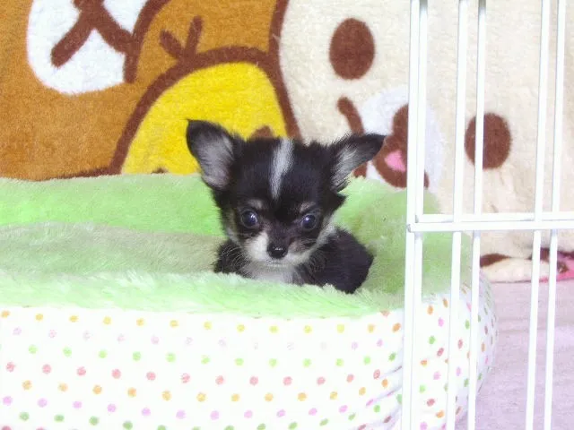 ID:1408-00224の子犬