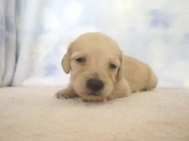 ID：2005-02355の子犬