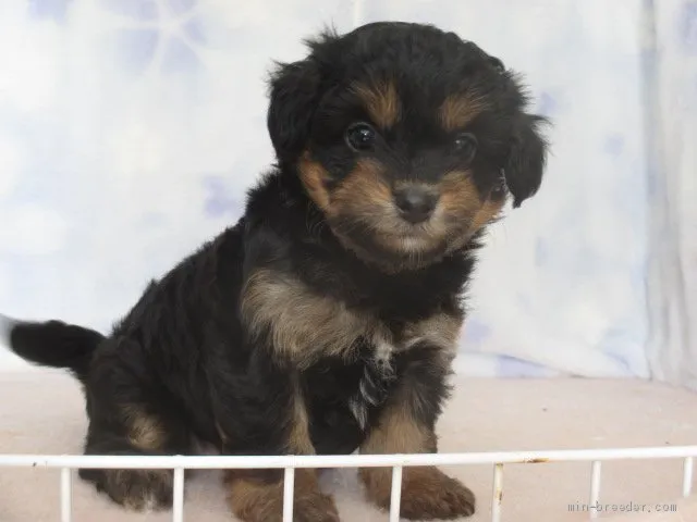 ID：2005-01588の子犬