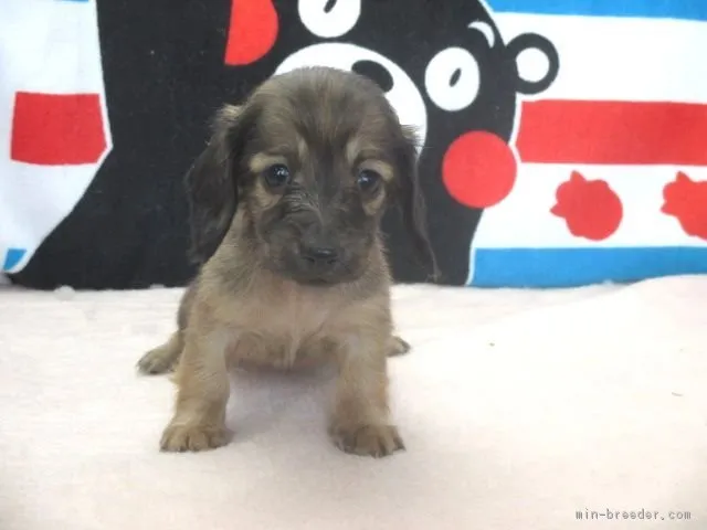 ID：1712-01909の子犬