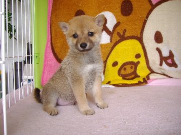 柴犬(豆柴)【熊本県・男の子・2014年6月3日・赤】の写真「」