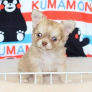 チワワ(ロング)【熊本県・男の子・2023年2月23日・クリーム&ホワイト】の写真「とっても可愛い」