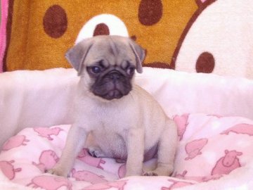 パグ【熊本県・男の子・2013年6月16日・フォーン(父親はチャンピオン直子)】の写真「」