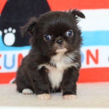 チワワ×狆【熊本県・女の子・2022年12月12日・ブラック】の写真「チワワ×狆　とっても可愛い」