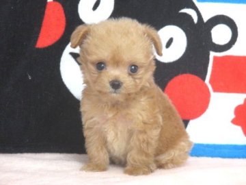 チワワ×プードル【熊本県・女の子・2017年8月23日・アプリコット】の写真「チワワ×プードルのミックス」