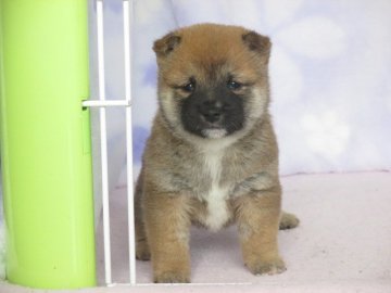 柴犬(豆柴)【熊本県・男の子・2017年3月15日・赤】の写真「両親とも豆柴サイズです」