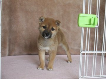 柴犬(豆柴)【熊本県・男の子・2014年9月24日・赤】の写真「」
