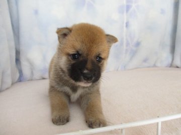 柴犬(豆柴)【熊本県・男の子・2020年5月22日・赤】の写真「両親とも豆柴サイズ」