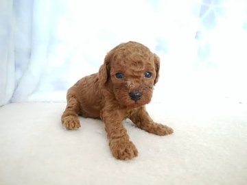 トイプードル(トイ)【熊本県・女の子・2020年5月3日・レッド】の写真「かわいい子です」