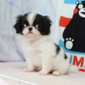 狆(チン)【熊本県・女の子・2023年8月23日・白黒】の写真「とてもかわいい子です」