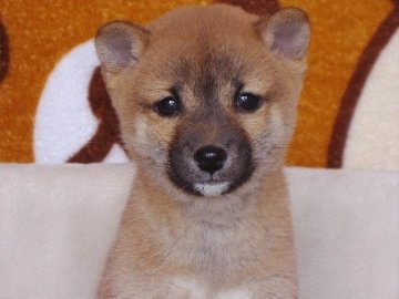 柴犬(標準サイズ)【熊本県・女の子・2013年1月21日・赤(豆柴)】の写真「」