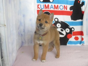 柴犬(豆柴)【熊本県・男の子・2019年12月11日・赤】の写真「両親とも豆柴サイズ」