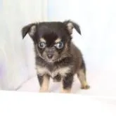 チワワ(ロング)【熊本県・男の子・2022年6月12日・ブラック】の写真1