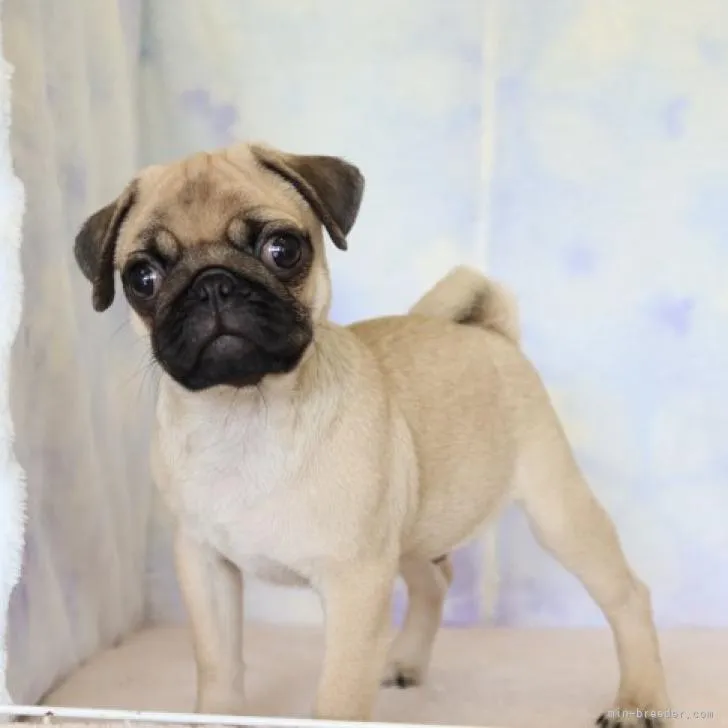ID:2208-04175の子犬