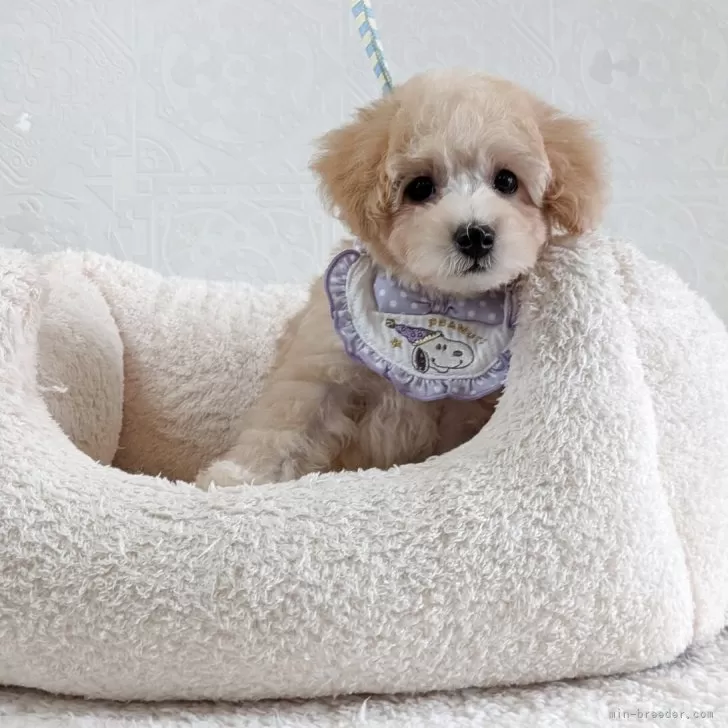 ココまる 様のお迎えした子犬