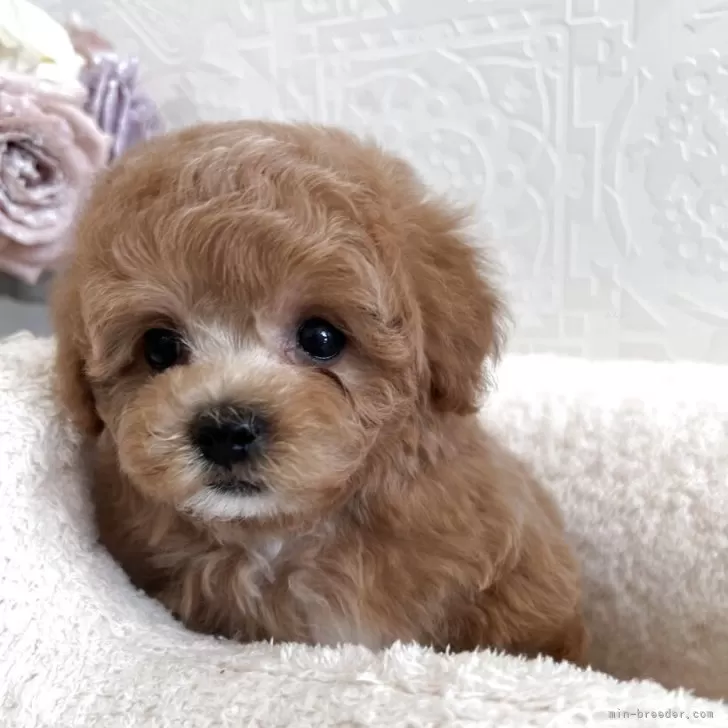 K.T 様のお迎えした子犬