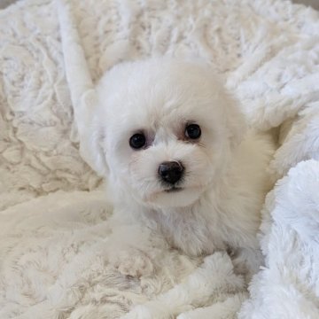 ビションフリーゼ【宮城県・女の子・2025年10月31日・ホワイト】の写真「良血統のモフモフ姫ちゃん」