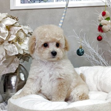 トイプードル(タイニー)【宮城県・男の子・2025年10月11日・ペールフォーン】の写真「毛量抜群お目クリクリ僕ちん」