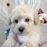 タイニープードル