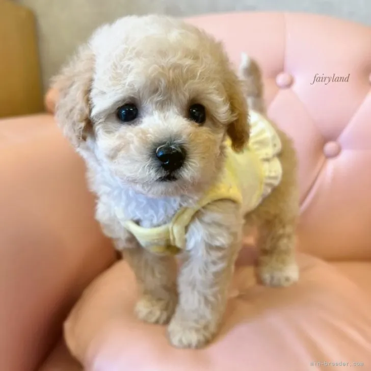 A.O 様のお迎えした子犬